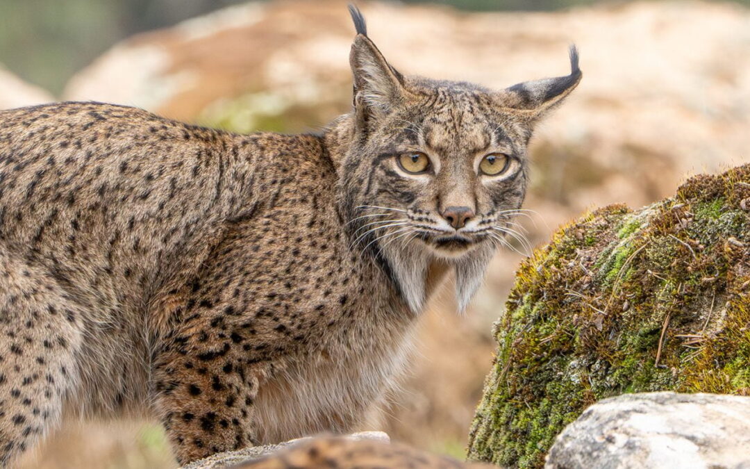 Iberianilves
