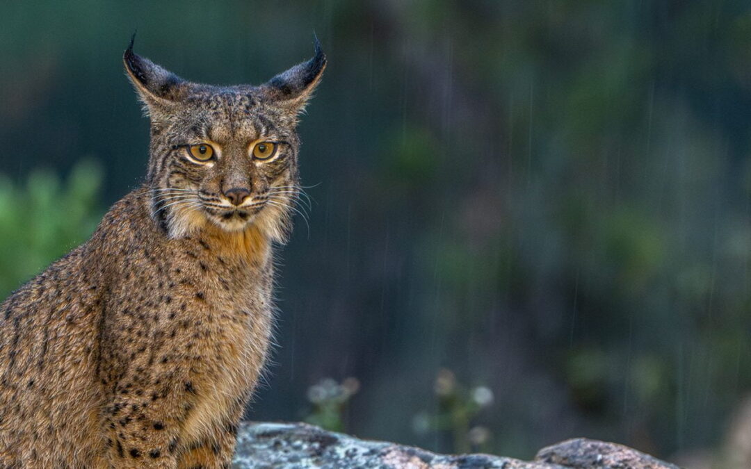 Iberianilves