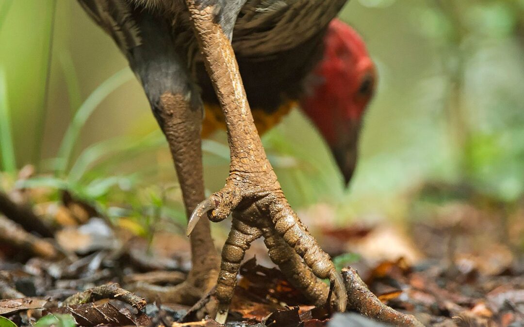 Kekokana_Slider_web