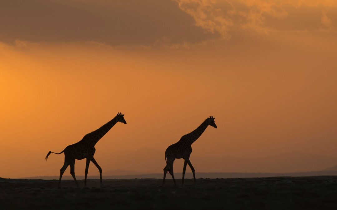 Kirahvit_JKL0090_fw_slider