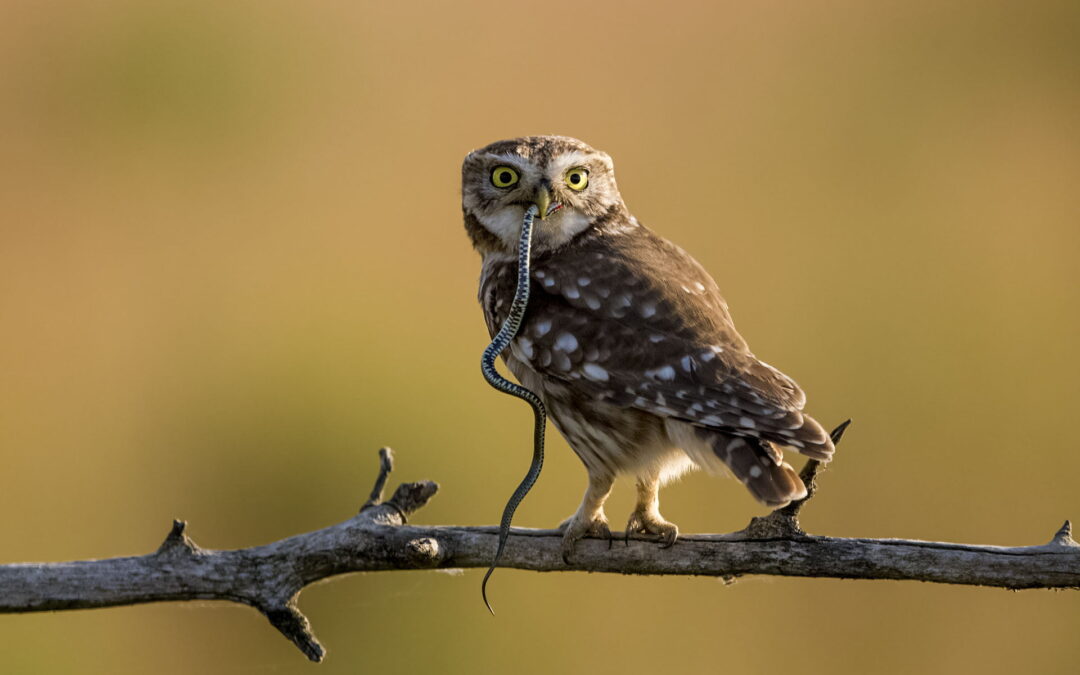 Varpuspollon ateria