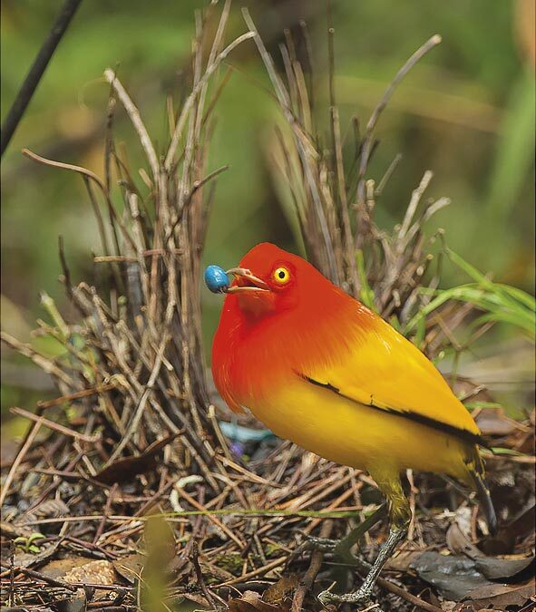 PNG_Lavastaja_55mm_CMYK