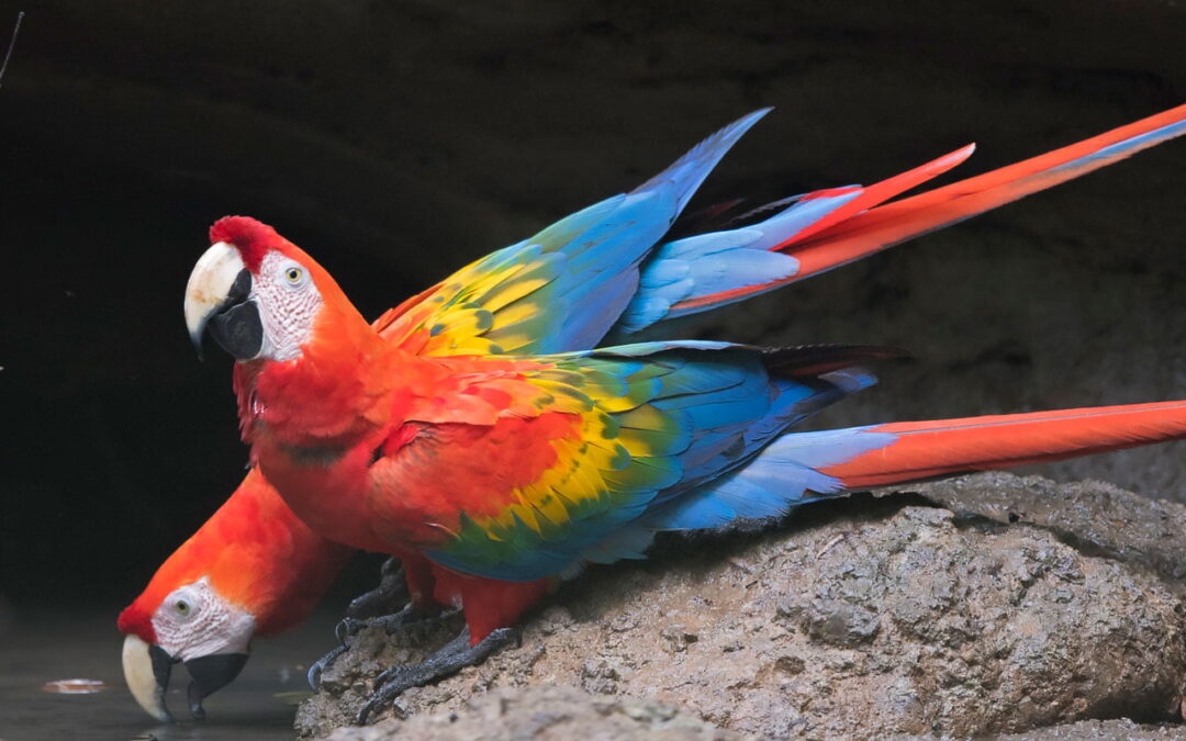 Puna-arat_DSC3880_fw_slider