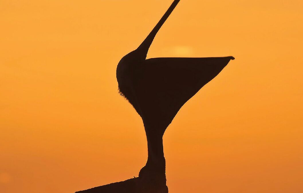 SKM_Galapagos_01NOV2025