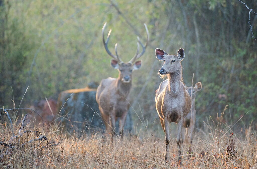 Sambar_DSC8763_web