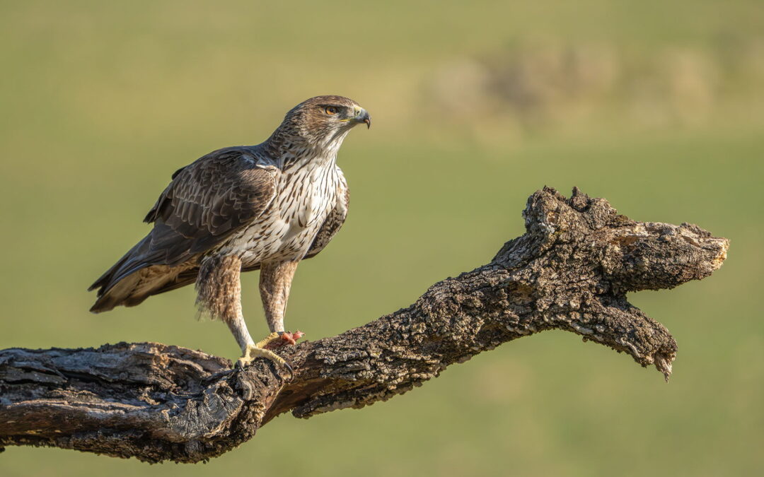 bonellieagle_DSC05652-2-Enhanced-NR20230304
