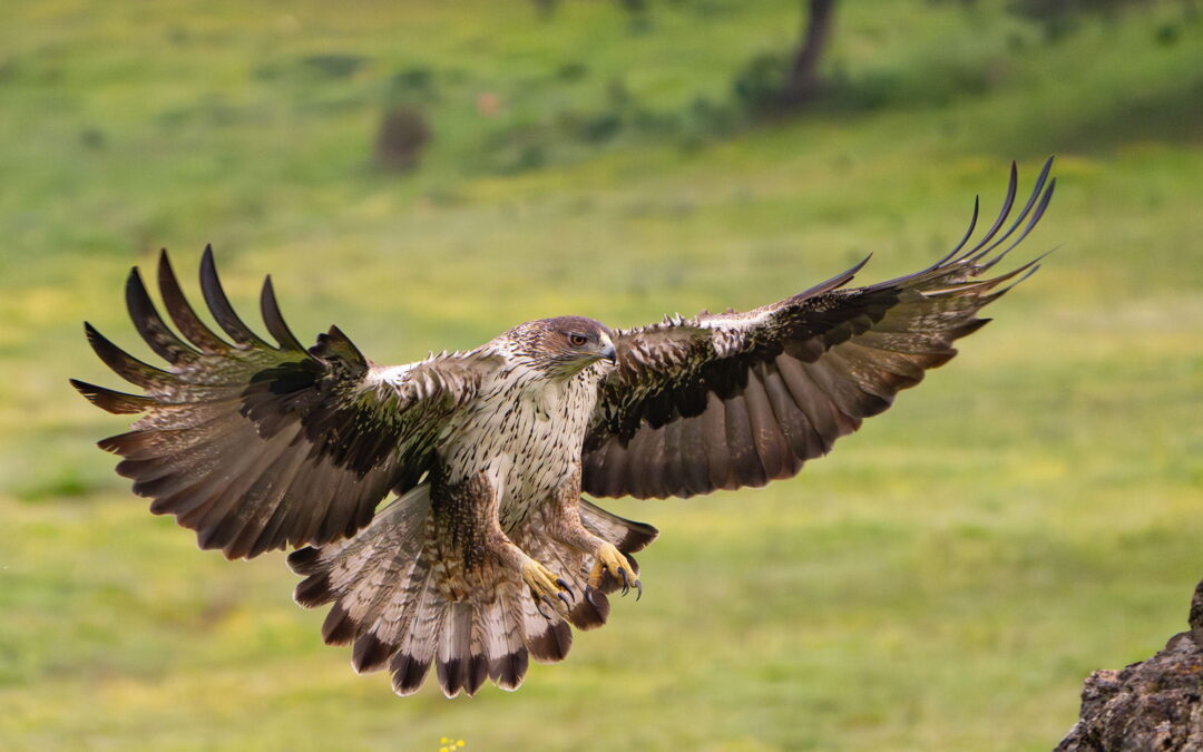 bonellieagle_DSC06646-2-Enhanced-NR20240111