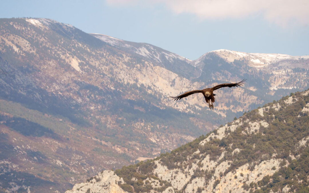 griffonvulture_DSC02598-2-Edit20230306
