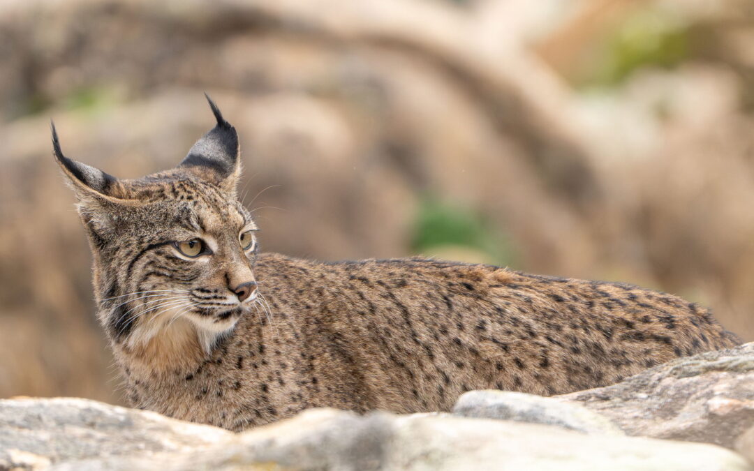 iberianlynx_DSC02373-Enhanced-NR20240109
