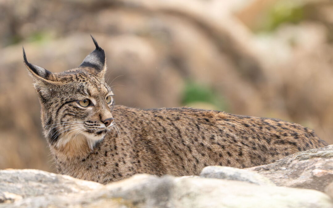 iberianlynx_DSC02373-Enhanced-NR20240109B