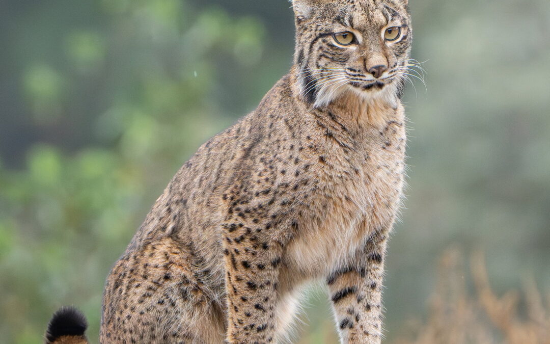 iberianilves