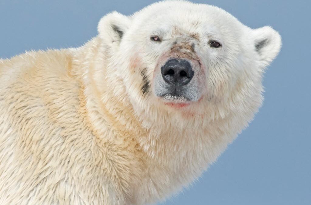jaakarhu_DSC8960_WEB